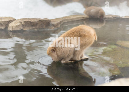 Los macacos japoneses bebiendo en el Parque de Monos Jigokudani Foto de stock
