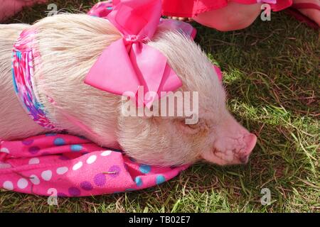 JACKSONVILLE, FL -9 MAR 2019- Vista de una mascota cerdo con ropa rosa, el  remilgado y Pop Instagram la fama, en una feria al aire libre en  Jacksonville, Flo Fotografía de stock - Alamy