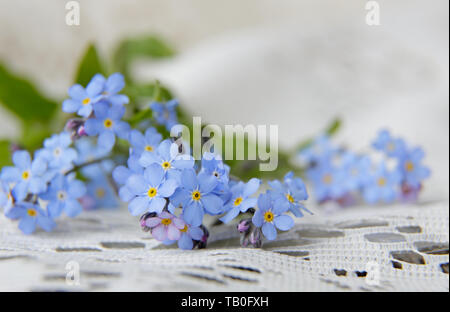 Hermosa luz azul no me olvides flores blancas sobre un fondo de encaje  Fotografía de stock - Alamy