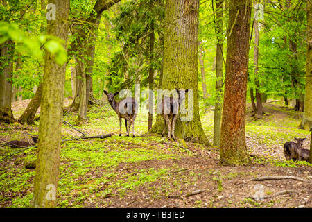 Ciervos en territorio de castillo medieval Blatna en primavera, República Checa Foto de stock