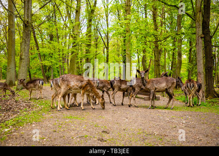 Ciervos en territorio de castillo medieval Blatna en primavera, República Checa Foto de stock