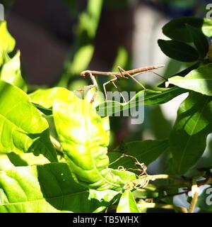 Rezando el insecto Mantis en una hoja en el jardín frondoso verde Foto de stock