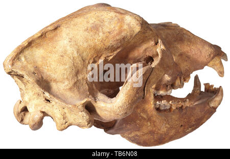 El cráneo de un oso - Edad de Hielo de Siberia, circa 30.000 B.C, una casi perfecta y completamente preservada Bear Skull de la especie Ursus spelaeus, prevalente en Siberia durante el Pleistoceno. Las mandíbulas abiertas, casi todos los dientes todavía en su lugar. En un excelente estado de conservación. 24 cm de altura, longitud 52 cm, ancho 30 cm. Rara vez se encuentran en esta condición. La artesanía, artesanía, artesanía, objetos, objetos, fotografías, recortes, recortes de prensa, corte, recorte, escotaduras, histórica, prehistoria, histórico-Clearance-Info-Not-Available Additional-Rights Foto de stock