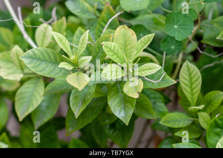 Gardenia hojas amarillas en mi jardín y gardenia hojas amarillas en mi  jardín hermoso  más hermosas hojas amarillas en mi formulario  Fotografía de stock - Alamy