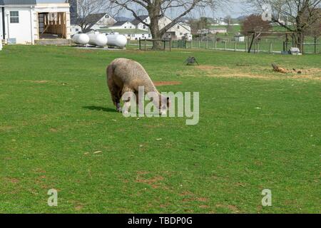 Un choro de Alpaca marrón peacfully pastoreo en un exuberante y verde pradera en una granja Amish en el condado de Lancaster, Pensilvania, EE.UU. Foto de stock