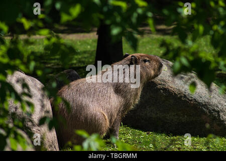 Carpincho animales divertidos desde América del Sur en el zoológico de Moscú nadando en el estanque y disfrutando del sol Foto de stock