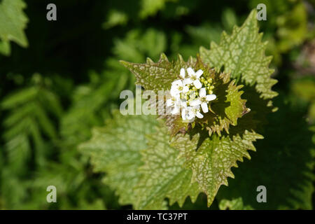 (Knoblauchsrauke Alliaria petiolata) - Blüten und Blätter, Rodekro, Süddänemark, Dänemark