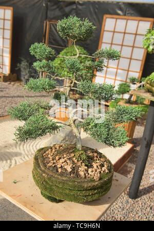 Bonsai en el Jardin de Corazon jardín Japonés, La Serena, Chile.