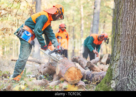 El Grupo de leñadores en el bosque sierras troncos para leña con motosierra Foto de stock