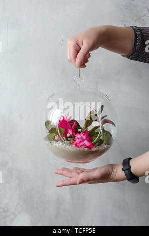 Manos de mujer celebrar una mini-jardín jugoso en un vaso florarium contra una pared blanca Foto de stock