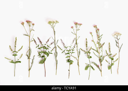 Blooming Achillea millefolium nombres comunes: milenrama o common yarrow aislado sobre fondo blanco.