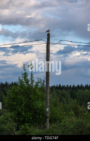 Una gaviota sentada sobre un poste de línea eléctrica. Foto de stock