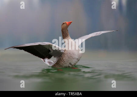 Graylag goose (Anser anser), nadar en el agua batir las alas, Alemania Foto de stock