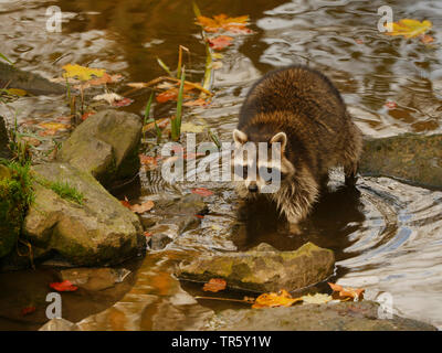 Comunes de mapache (Procyon lotor), cruzar un arroyo en otoño, Alemania, Baviera Foto de stock