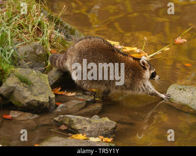 Comunes de mapache (Procyon lotor), cruzar un arroyo en otoño, Alemania, Baviera Foto de stock