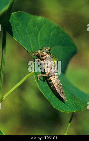 Libélula, serpentina verde (Ophiogomphus serpentinus Snaketail, Ophiogomphus cecilia), larva sentada sobre una hoja, vista lateral, Alemania Foto de stock