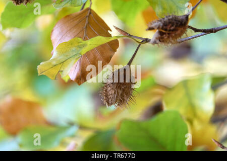 Comunes De haya (Fagus sylvatica), rama de otoño con fruta, Alemania, Brandeburgo Foto de stock