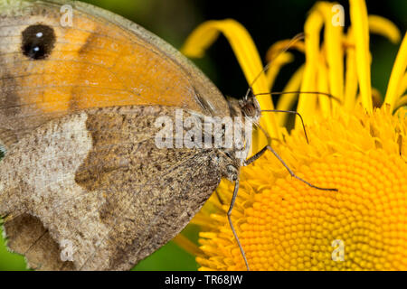 Meadow brown, gran ojo de buey (Maniola jurtina, Epinephele jurtina), chupar néctar en un compuesto amarillo, Alemania, en el Estado federado de Mecklemburgo-Pomerania