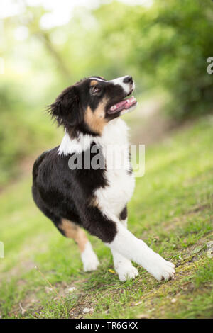Pastor Australiano (Canis lupus familiaris) f., cachorro en una pradera, Alemania