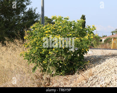 Comunes de cuatro o'clock, la maravilla del Perú (Mirabilis jalapa), planta con flores de color amarillo junto a una carretera, España, Islas Baleares, Mallorca Foto de stock