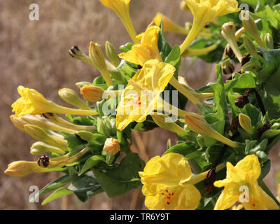 Comunes de cuatro o'clock, la maravilla del Perú (Mirabilis jalapa), floreciendo, España, Islas Baleares, Mallorca Foto de stock