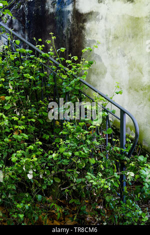 Vista de una primavera abandonado jardín que rodea la casa, un hombre muerto, Lyon, Francia.