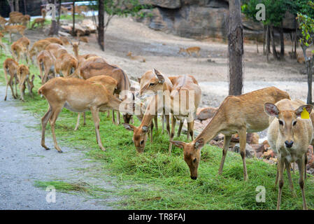 Grupo de ciervo de ELD Thamin Brow antlered ciervos pastan en el parque nacional Foto de stock