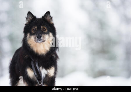 Acabado en Lapphund nevado paisaje invernal. El enfoque selectivo y profundidad de campo.