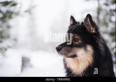 Acabado en Lapphund nevado paisaje invernal. El enfoque selectivo y profundidad de campo.