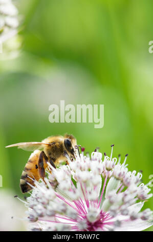 Miel de abejas en gran masterwort (Astrantia major) flor.