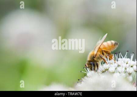 Miel de abejas en gran masterwort (Astrantia major) flor.