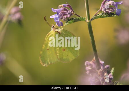 Brimstone Butterfly en azul-violeta en un jardín de flores silvestres en Essex, Inglaterra. El verano de 2019.