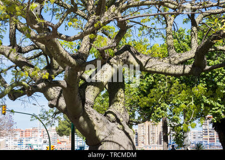 Gran árbol de seda floss en primavera, ceiba chodatii, en el Parque de Málaga. Andalucía, España. Foto de stock