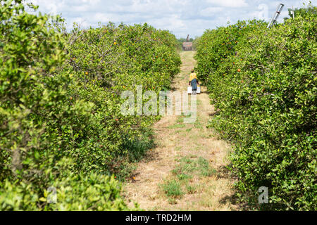 Trabajadora agrícola recogiendo naranjas Valencia, escaparate de Citrus, Florida Foto de stock