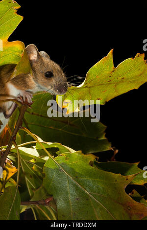 Ratón de madera, largas colas de ratón de campo (Apodemus sylvaticus), escalada en un roble, Países Bajos