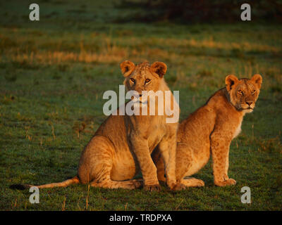 León (Panthera leo), dos jóvenes leones sentados uno al lado del otro en una pradera, Kenia, Masai Mara National Park