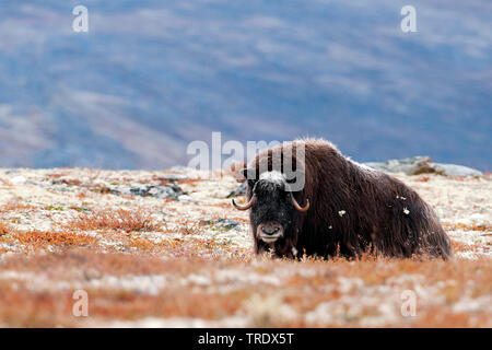 Muskox (Ovibos moschatus), Bull en tundra, Noruega, Dovrefjell Kongsvold Sunndalsfjella, Parque Nacional Foto de stock