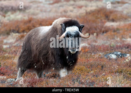 Muskox (Ovibos moschatus), Bull en tundra, Noruega, Dovrefjell Kongsvold Sunndalsfjella, Parque Nacional Foto de stock