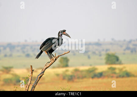Tierra de Abisinia (Bucorvus abyssinicus bucero), posado en una rama, Uganda