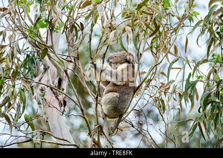 Koala, koala (Phascolarctos Cinereus), sitts comiendo en un árbol eucalytus, vista lateral, de Australia, Victoria, el Parque Nacional Gran Otway
