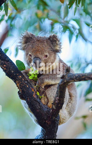 Koala, koala (Phascolarctos Cinereus), sentado en un árbol eucalytus y comiendo las hojas frescas, de Australia, Victoria, el Parque Nacional Gran Otway