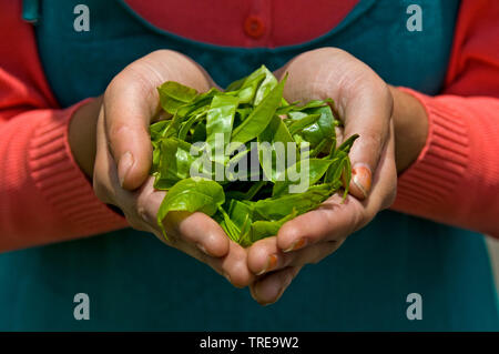 La planta de té (Camellia sinensis, Thea sinensis), hojas de té en las manos, primero limpie, Darjeeling, India, Himalaya Foto de stock