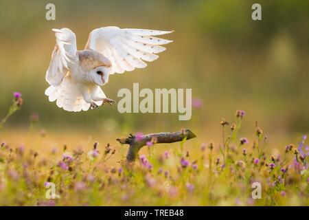 Lechuza de Campanario (Tyto alba), acercándose a una sucursal en un prado florido, República Checa