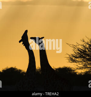 Jirafa angoleña, humeantes jirafa (Giraffa camelopardalis angolensis), dos jirafas en Namibia, retroiluminación