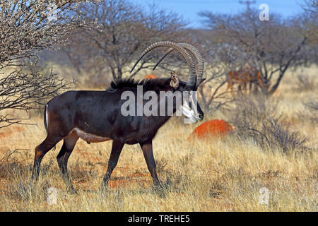 El antílope sable (Hippotragus niger), macho en la sabana, Sudáfrica