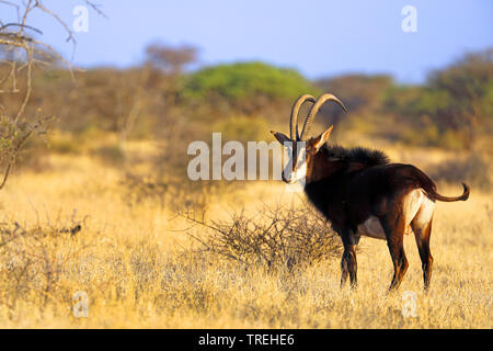 El antílope sable (Hippotragus niger), macho en los prados, Sudáfrica