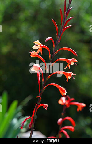 Watsonia (Watsonia spec.), inflorescencia, Sudáfrica Foto de stock