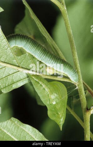 Brimstone (Gonepteryx rhamni), Caterpillar y pupa entre hojas. Alemania Foto de stock