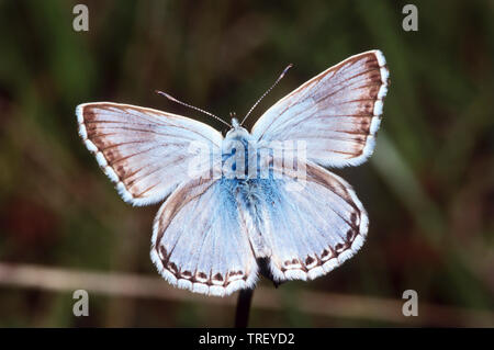 Chalkhill coridón Polyommatus (azul). Mariposa sobre el tallo. Alemania Foto de stock