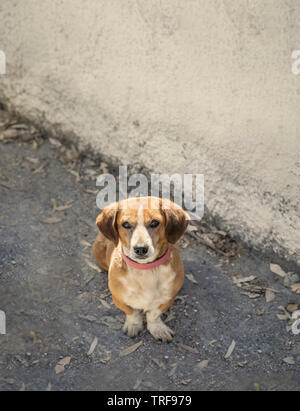 Mix Breed Wiener Dog . Aislados. Perro pequeño sentados al lado de la carretera. Imágenes de stock.